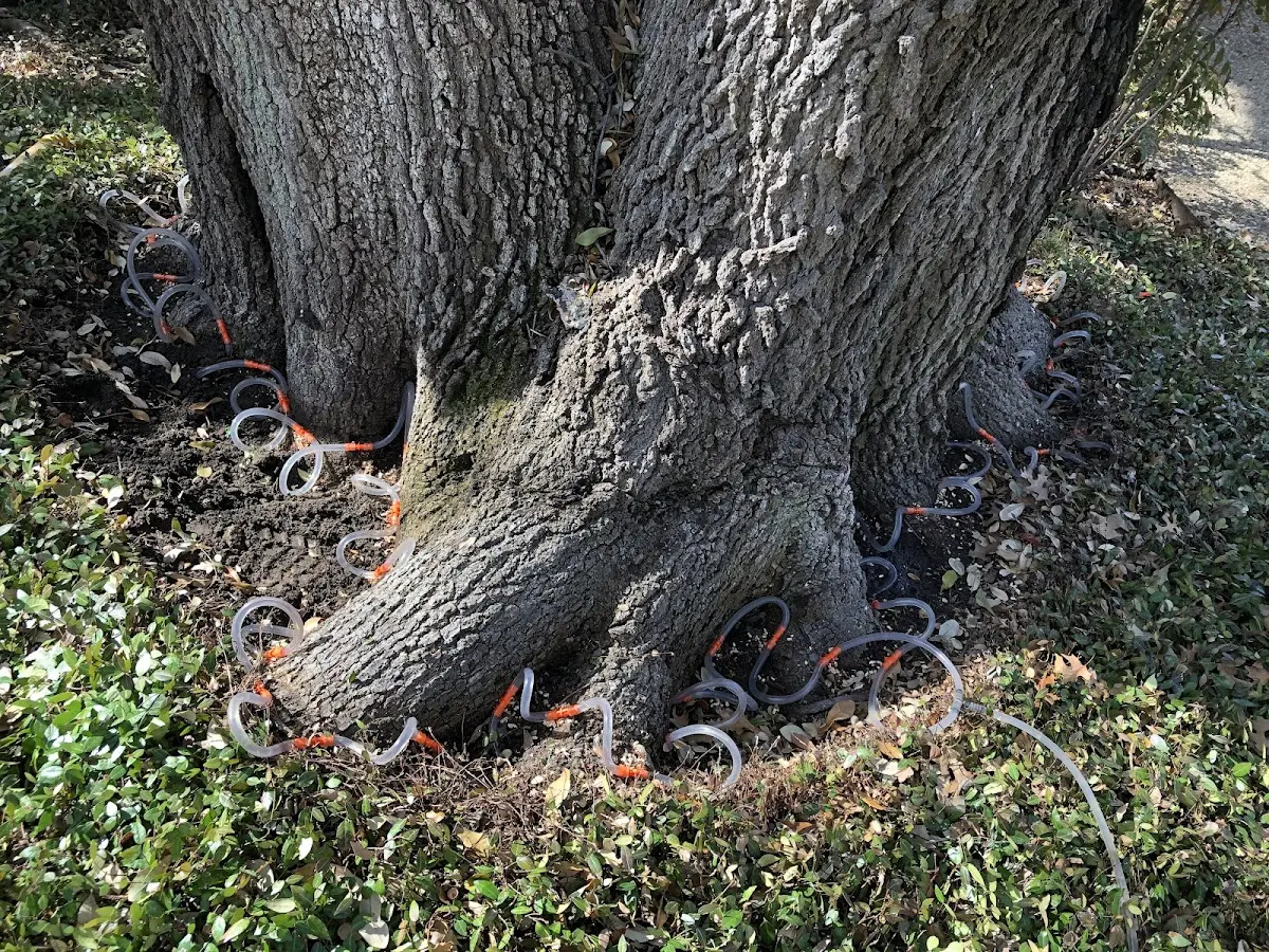 Detailed Tree Cabling and Bracing job site in Centreville