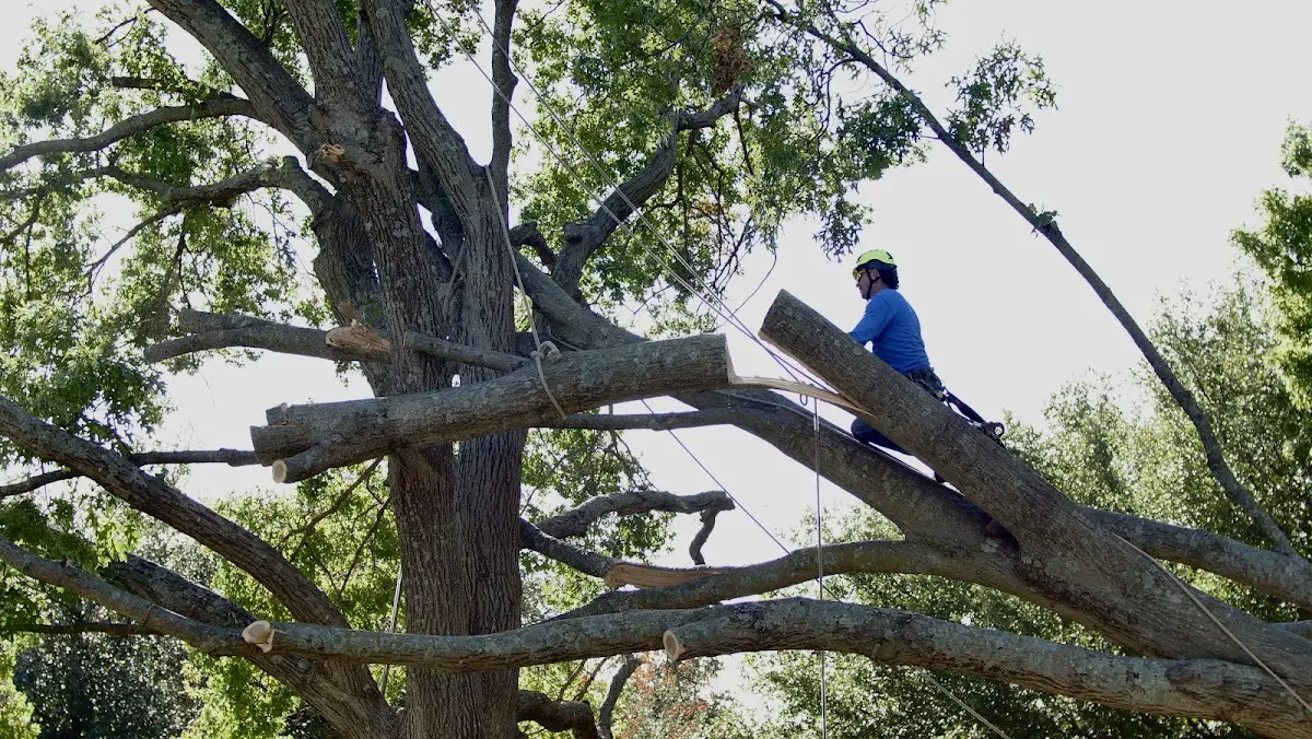Professional Crown Thinning performed by certified arborists in Centreville